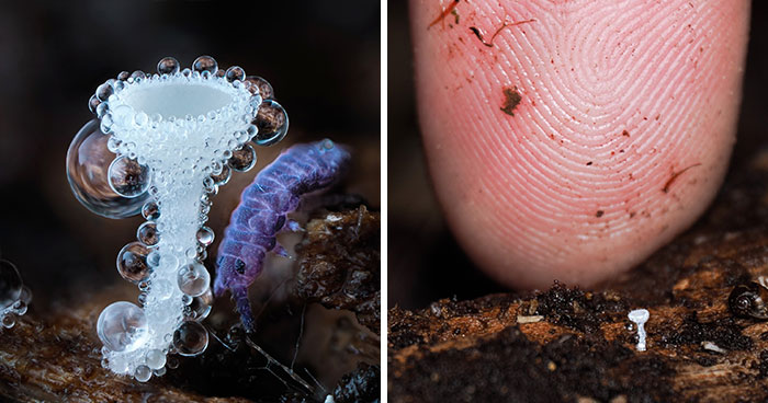The Fascinating World Of Mushrooms You Might’ve Never Noticed: 24 Close-Up Pics By Cyanesense (New Pics)