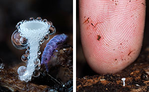 The Fascinating World Of Mushrooms You Might've Never Noticed: 24 Close-Up Pics By Cyanesense (New Pics)