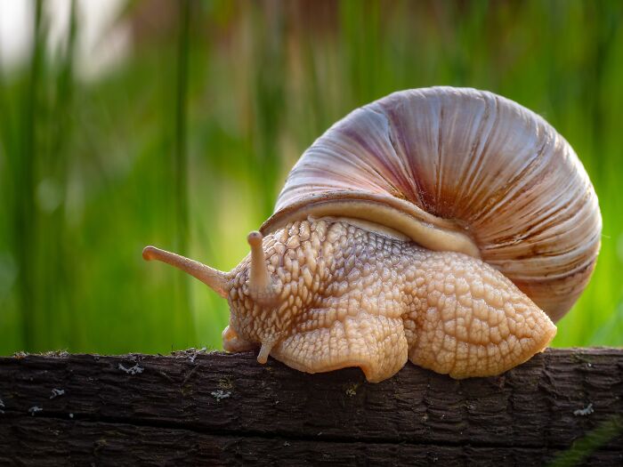 A close-up of a snail on a log, an interesting fact about nature.