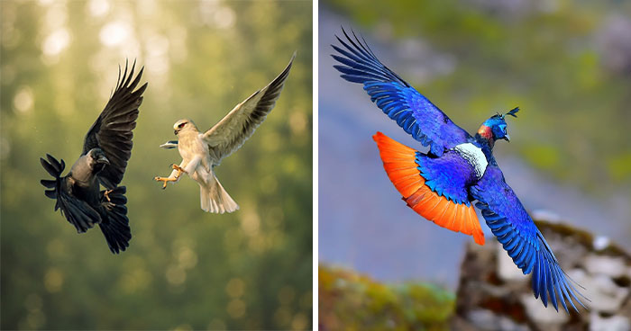 This Photographer Captures The Most Colorful Birds Of India In Action (52 Pics)