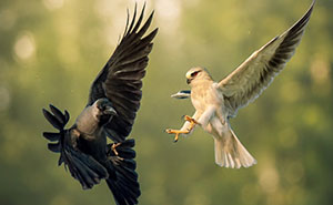 This Photographer Captures The Most Colorful Birds Of India In Action (52 Pics)