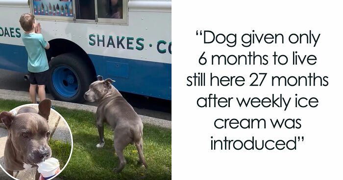 From Rescue Miracles To Emotional Reunions: 25 New Dog Stories Shared By ‘We Rate Dogs’