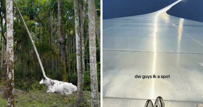 116 Pics That Look Like A Glitch In The Matrix Until You Pay Close Attention (New Pics)