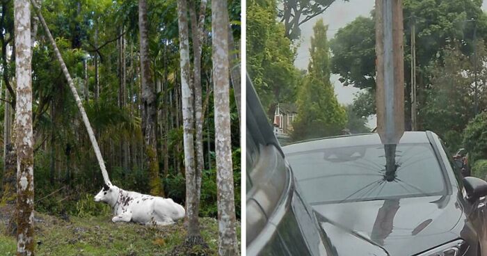 116 Pics That Look Like A Glitch In The Matrix Until You Pay Close Attention (New Pics)