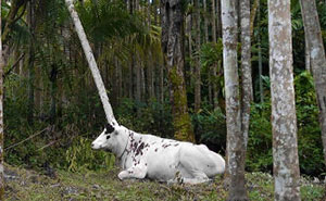 116 Pics That Look Like A Glitch In The Matrix Until You Pay Close Attention (New Pics)
