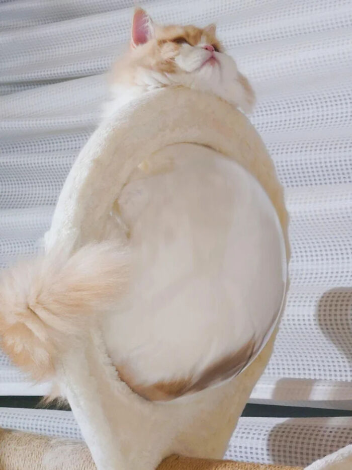A fluffy cat is curled up inside a beige cat tree, creating an illusion that you may need to look twice at.