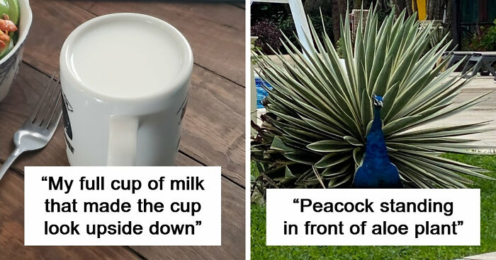69 Photos That You May Need To Look Twice At To Understand