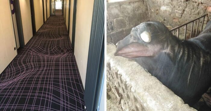 69 Photos That You May Need To Look Twice At To Understand
