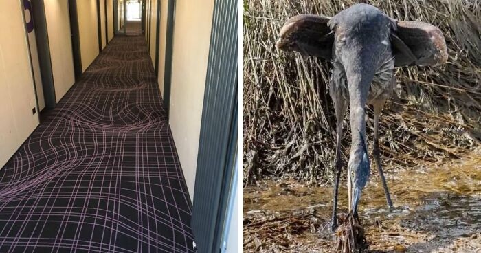 69 Photos That You May Need To Look Twice At To Understand