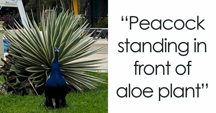 69 Photos That You May Need To Look Twice At To Understand