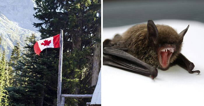 11-Year-Old Canadian Boy Tragically Loses His Life After Being Woken Up By A Bat On His Face