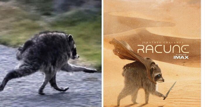 23 Memes That Capture The World’s Unhinged Obsession With An Unusually Shaped Raccoon Named “Jimothy”