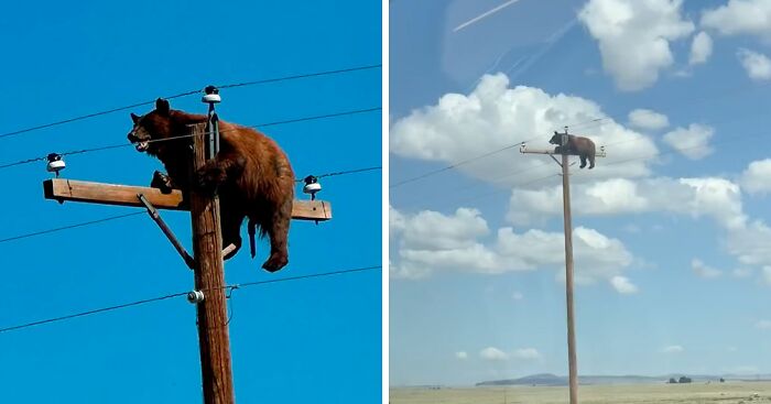 Tragic Update In Viral Story Of Bear Who Was Found Stuck Atop Telephone Pole