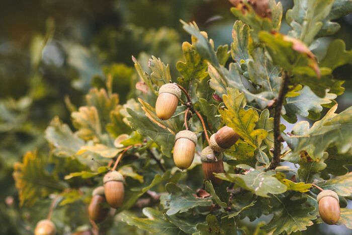 A close-up of a branch filled with acorns and green leaves, representing life and Last Will Stories.