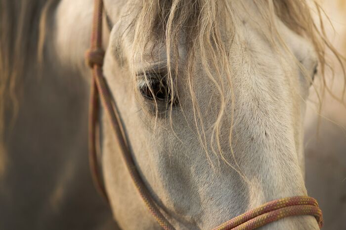 A close-up of a white horse's eye and mane with a rope halter, reflecting the unique aspects of last will stories.