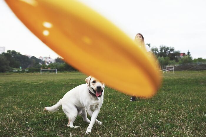 A happy yellow labrador retriever running in a grassy field, focused on a yellow frisbee in the foreground. This image does not relate to last will stories.