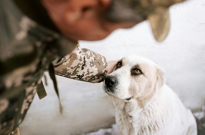 A person in a camouflage jacket gently pets a white dog with amber eyes, a scene that could inspire last will stories.