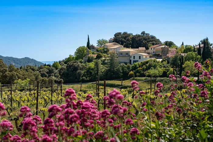 A beautiful landscape with pink flowers in the foreground, a vineyard, and houses on a hill under a clear blue sky, depicting last will stories.