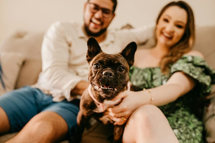 A cute French bulldog puppy sitting on a couch with a smiling couple blurred in the background, making it a funny last will story.