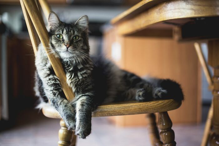 A tabby cat lounging on a wooden chair, looking directly at the camera. This is one of the funny last will stories.