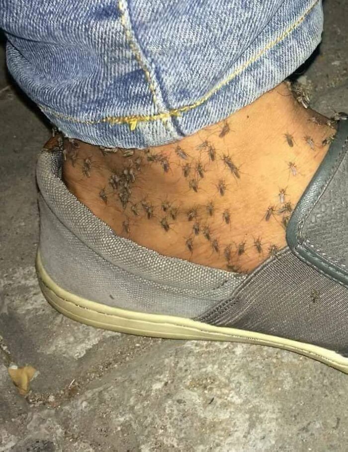 A person's ankle covered in mosquitoes, a creepy and confusing sight that needs a priest.