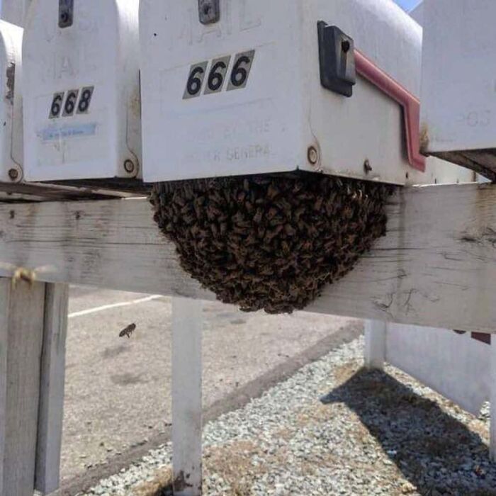 A cluster of mailboxes, one numbered 666, with a large bee nest underneath, a truly creepy and confusing image.