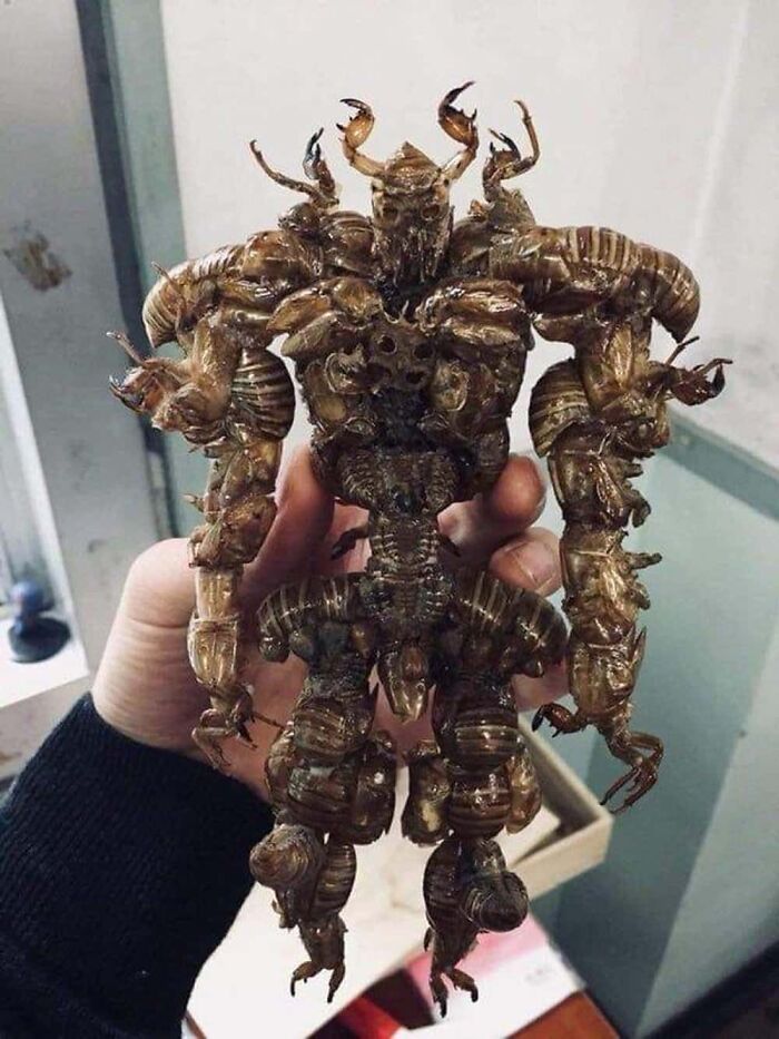 A human-like figure made entirely of cicadas, one of the creepy and confusing images.