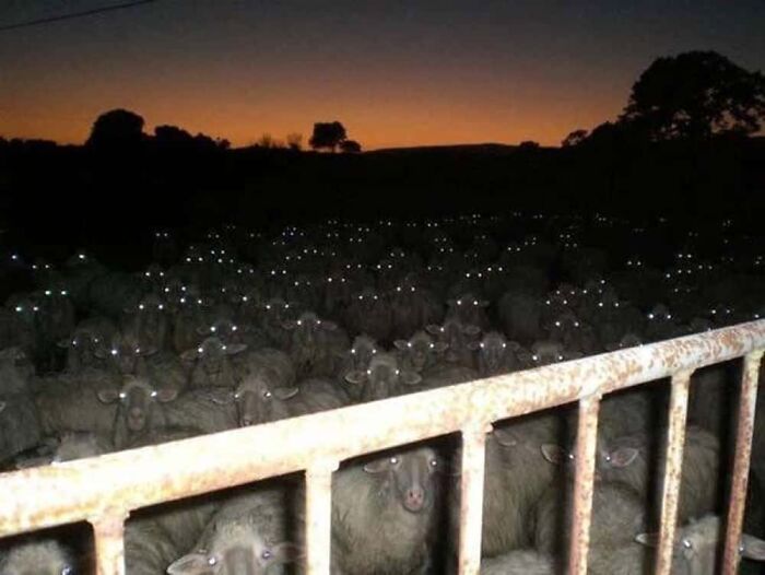 A herd of sheep with glowing eyes in the dark, creating a creepy and confusing image.