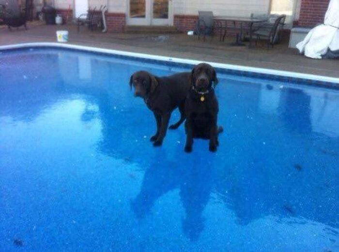 Two dogs standing on a frozen pool, creating a creepy and confusing optical illusion, needing a priest.
