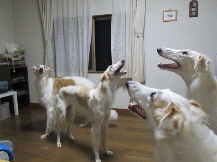 Three borzoi dogs with their heads thrown back, howling or barking, creating a confusing and slightly creepy scene in a living room.