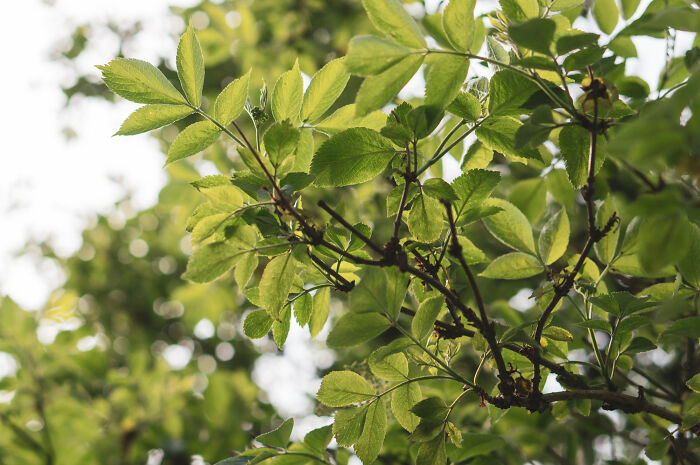 Green leaves on a branch, symbolizing growth and the beauty of childhood experiences.