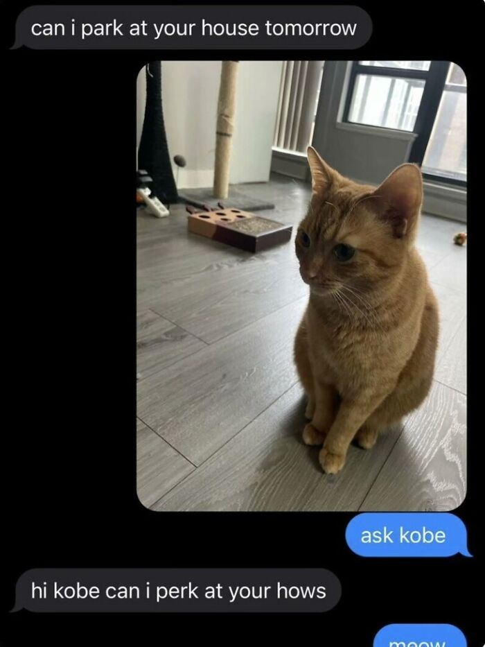 A text conversation asking to park, with an image of an orange cat named Kobe, a painfully cringe post.