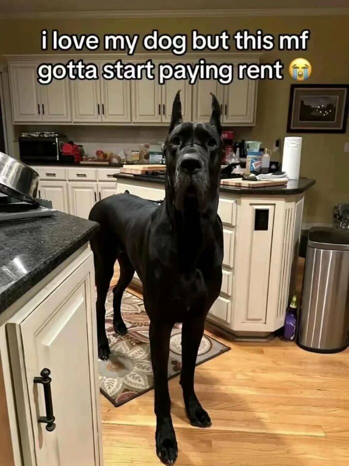 A large black dog stands in a kitchen, looking at the camera, a painfully cringe post.