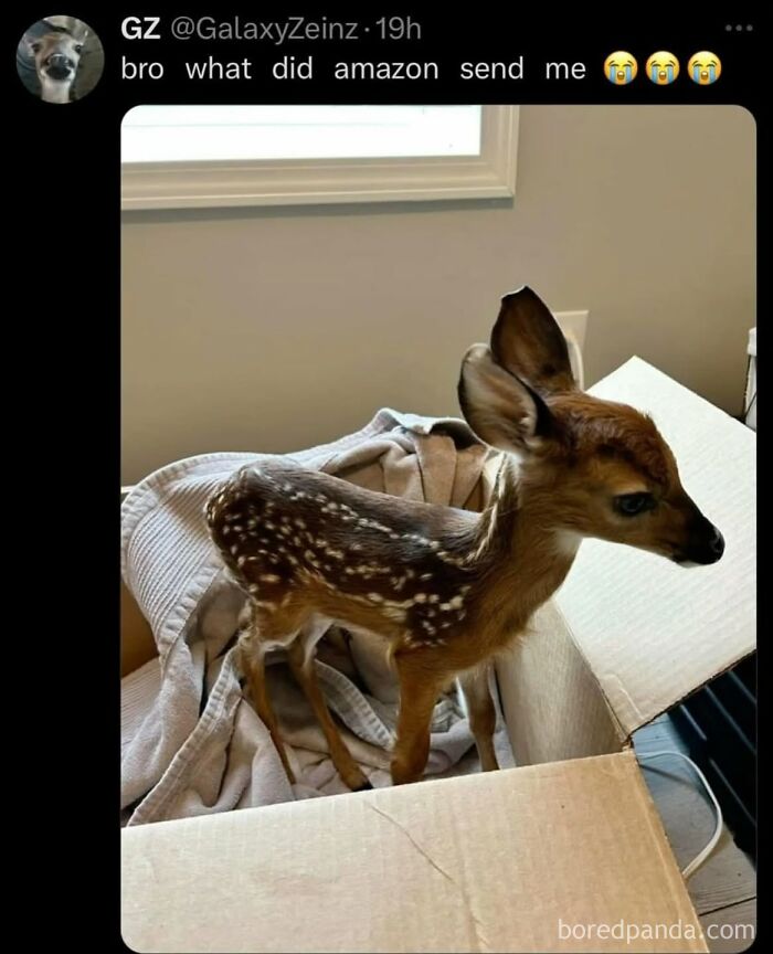 A social media post featuring a baby deer in a cardboard box, an example of cringe posts.