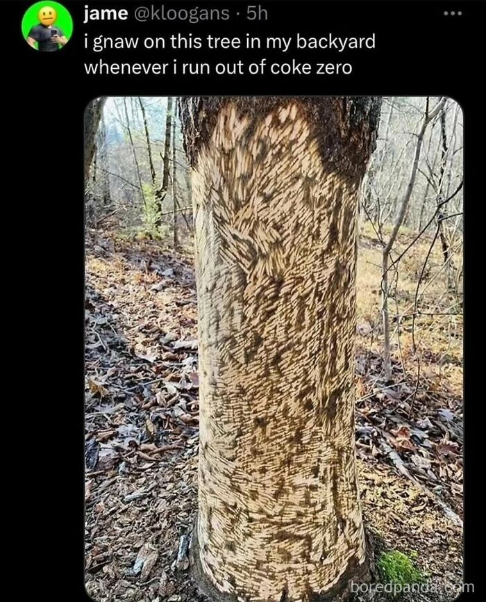 A social media post with a photo of a tree trunk with gnaw marks, illustrating cringe posts.