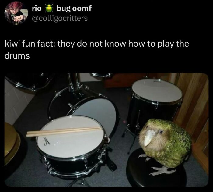 A kiwi bird next to a drum set, part of a collection of cringe posts that are funny.