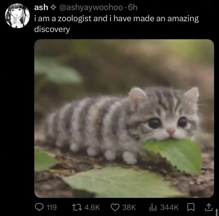 A social media post shows a caterpillar-like kitten, a cringe post that's funny.