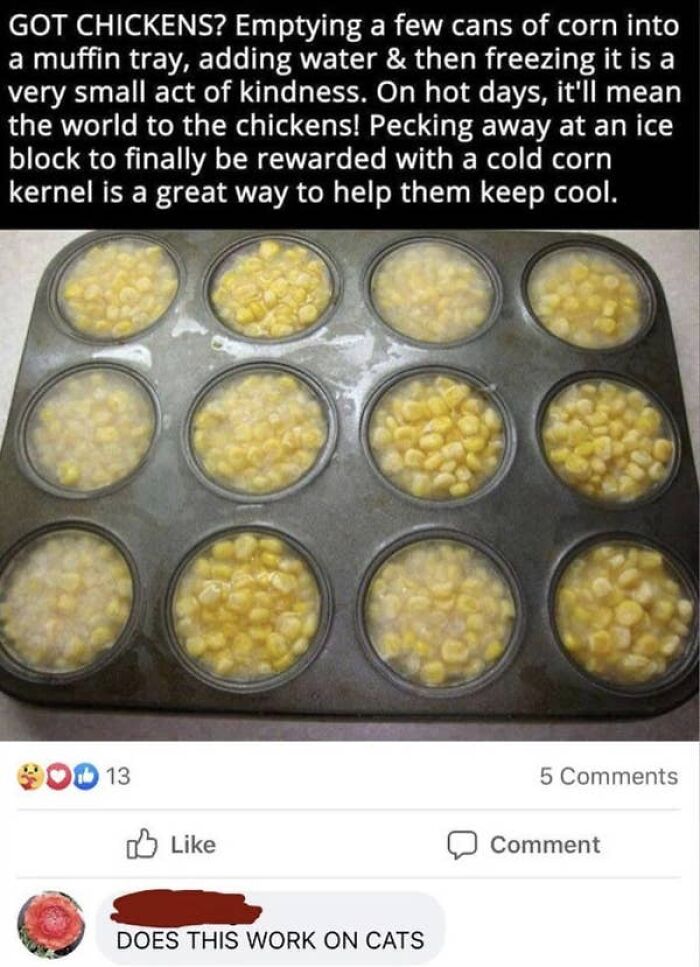 A screenshot showing elderly people hilariously using the internet, with a Facebook post about freezing corn for chickens.