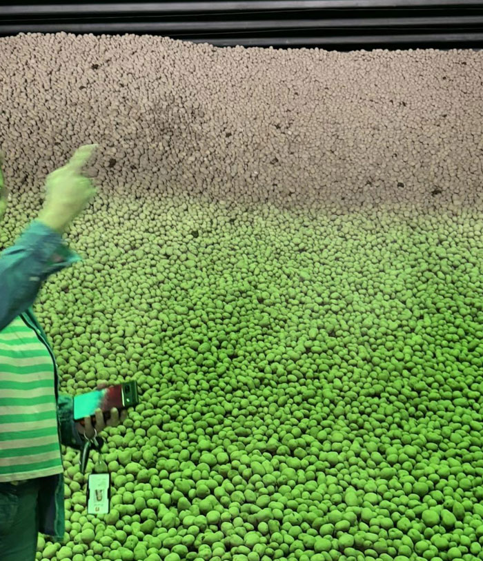 A person standing in front of a massive wall of small, green and brown peas, one of many camera roll photos.