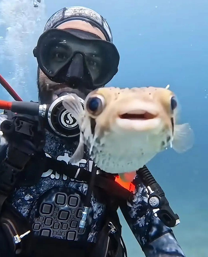 A diver underwater, capturing a camera roll photo with a pufferfish smiling, needing explanation.