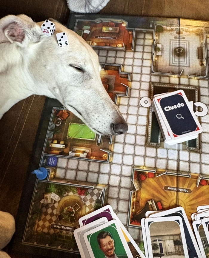 Camera roll photos show a white dog sleeping on a Cluedo board game with dice on its head, surrounded by game cards.