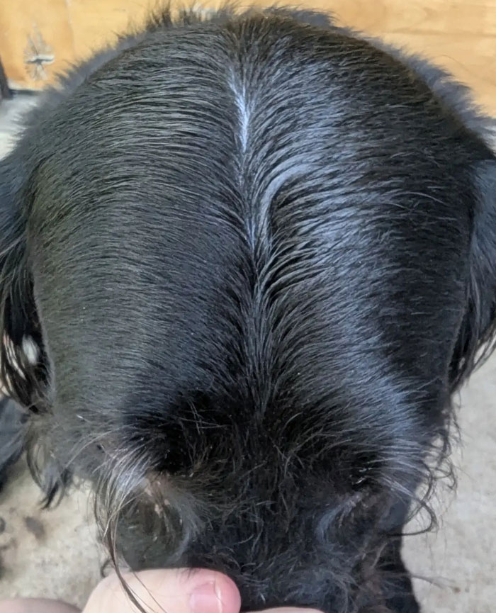 A camera roll photo showing a dog's wet, dark fur with a distinct part down the middle.