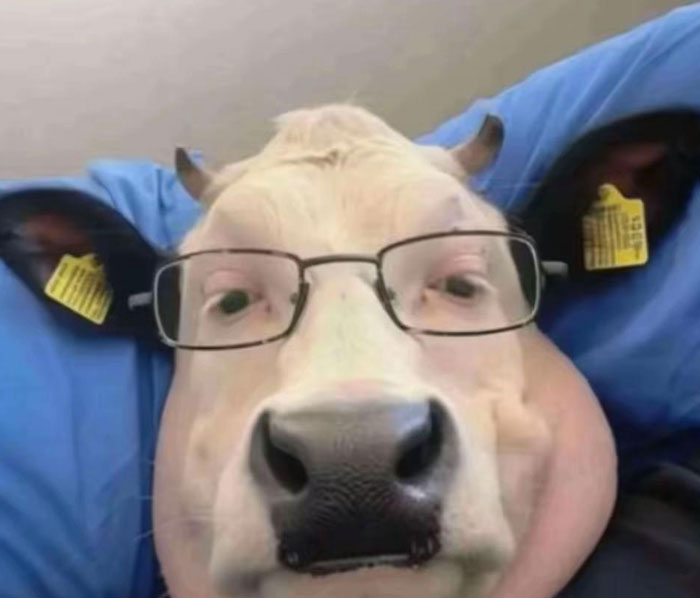 A camera roll photo of a cow wearing glasses, providing no explanation.