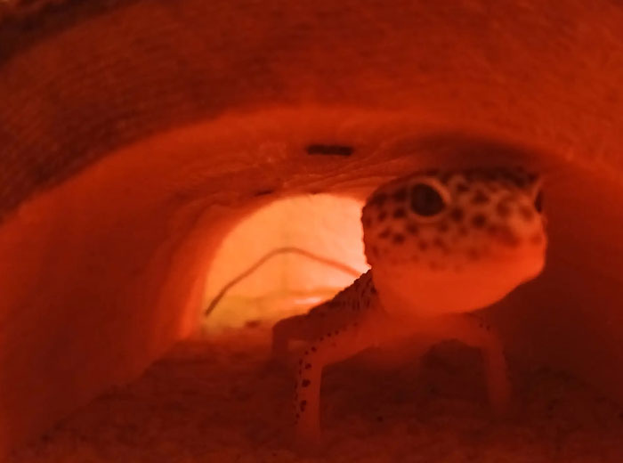 A small, spotted gecko peering out from a warm, orange-lit burrow, a captivating camera roll photo.
