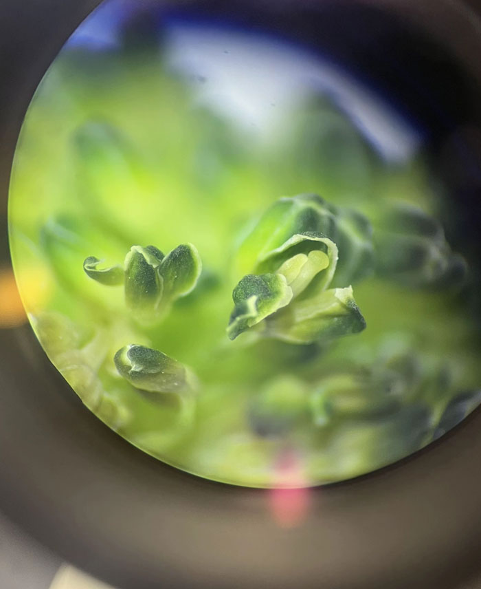 A magnified close-up of green plant-like structures, possibly broccoli, showcasing intricate details from camera roll photos.