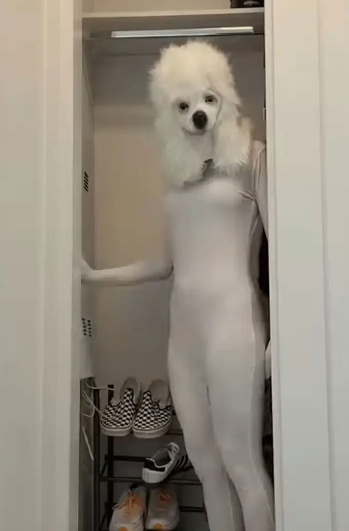 A person in a white full-body suit with a white poodle head mask standing in a closet with shoes from camera roll photos.