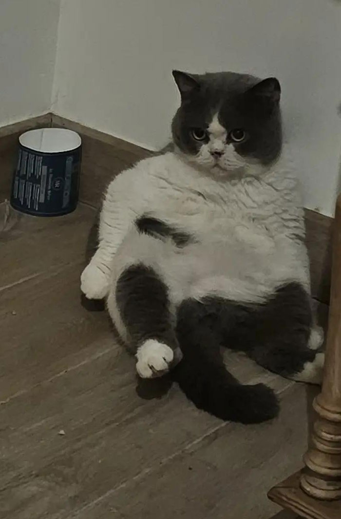 A fluffy gray and white cat sitting on a wooden floor, looking directly at the camera in camera roll photos.