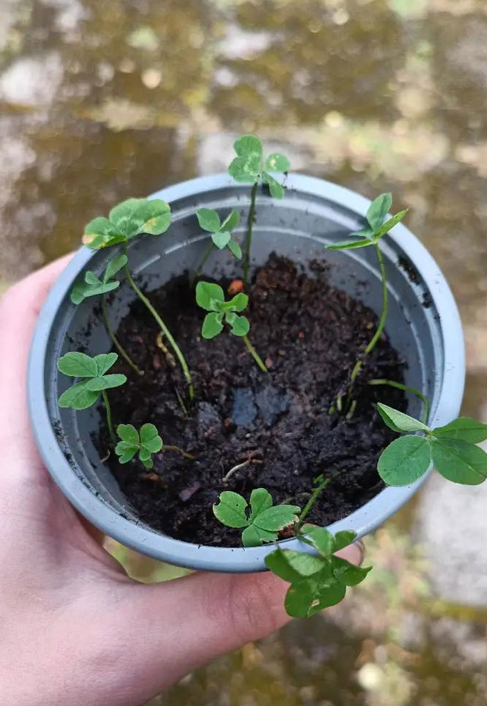 A camera roll photo of a hand holding a pot of growing four-leaf clovers, needing no explanation.
