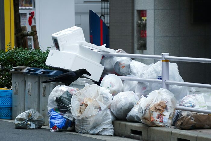 Travelers encountering culture shock from an overflowing public trash area with bags of refuse and a crow scavenging.
