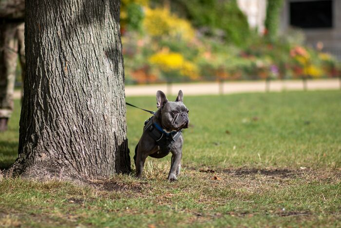 A French bulldog on a leash next to a tree in a park, a common sight for travelers.